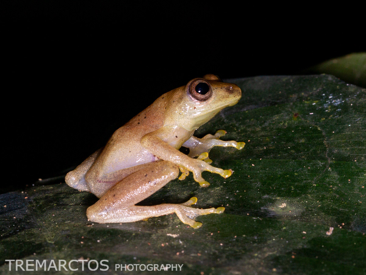 Reed Frog TREMARCTOS