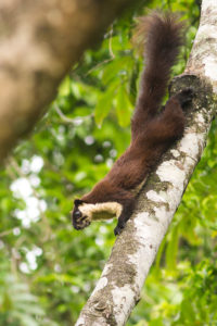 Black Giant Squirrel (Ratufa bicolor)