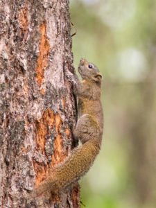 Hoary-bellied Squirrel (Callosciurus pygerythrus)