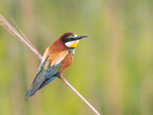 European Bee-eater (Merops apiaster)