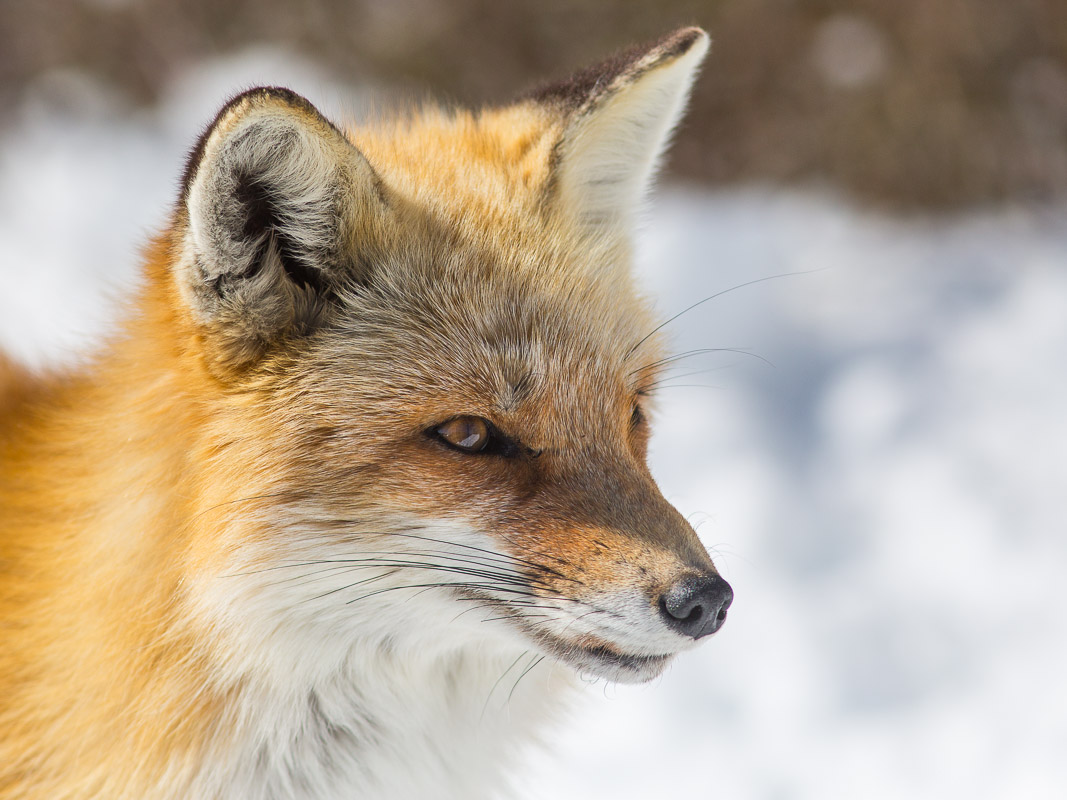 black and red fox black and red fox