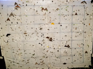 Eaglenest Moth Sheet