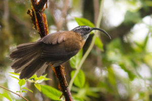 Slender-billed Scimitar-babbler (Pomatorhinus superciliaris)