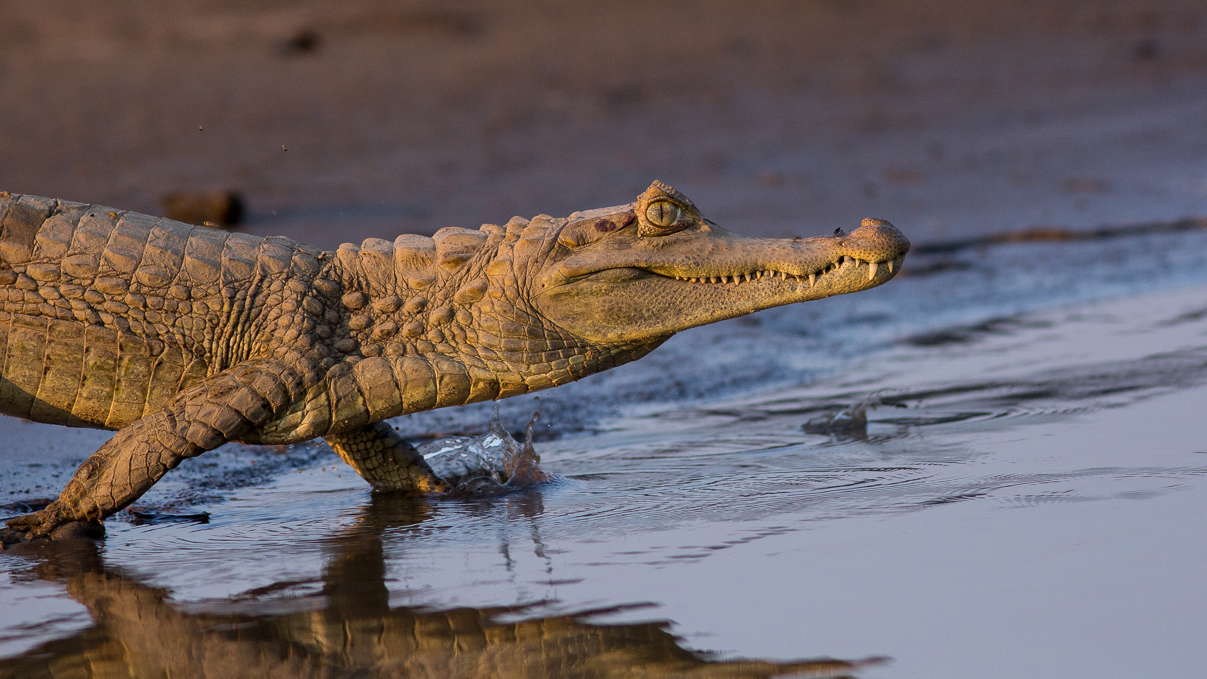 The Eye of the Dragon by Jeff Jessing - Photo 101430919 / 500px Caiman lizard, R