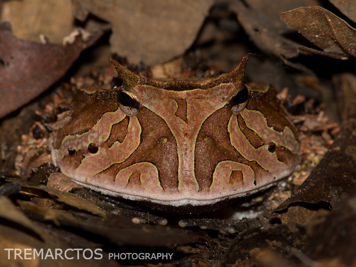 Amazonian Horned Frog - TREMARCTOS