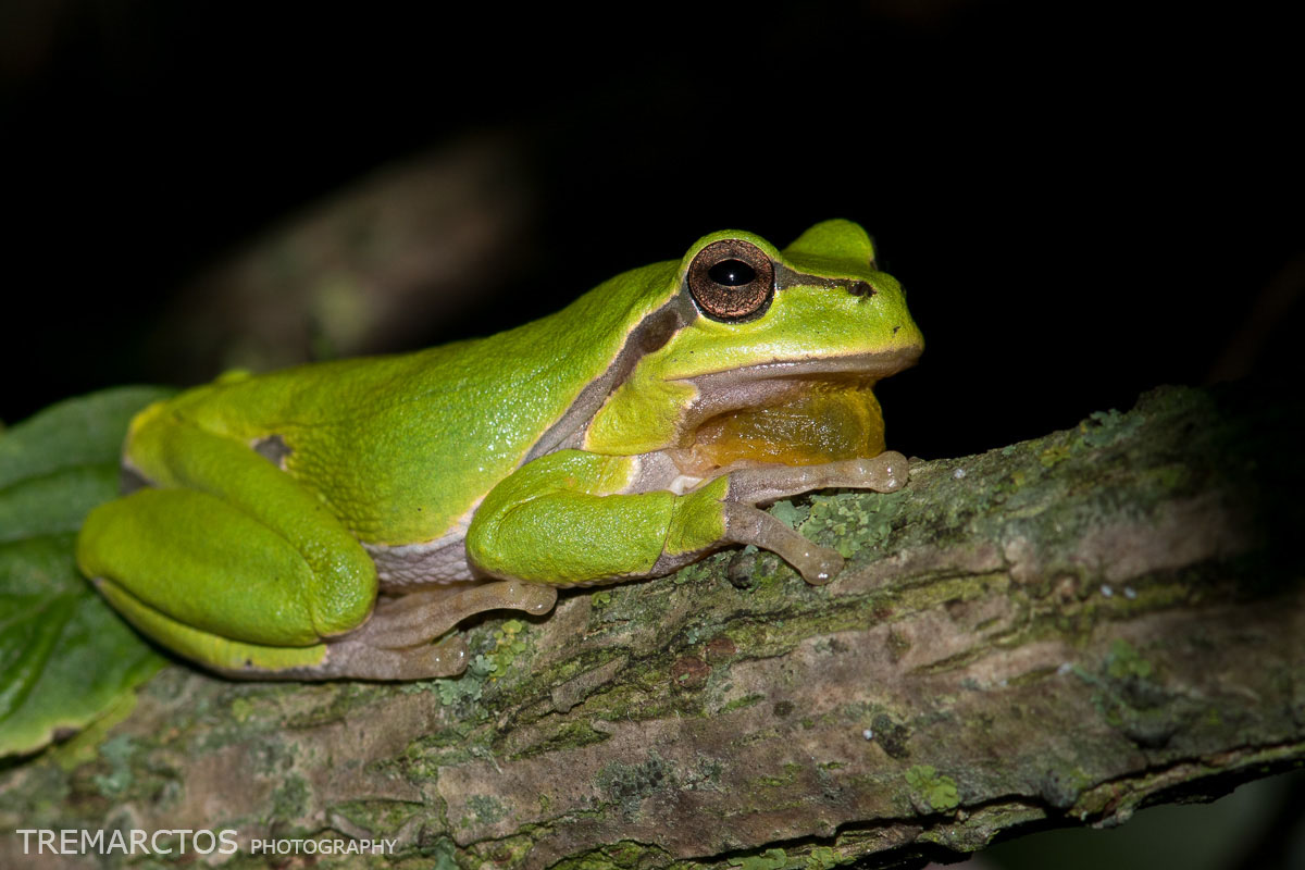 European Tree Frog - TREMARCTOS