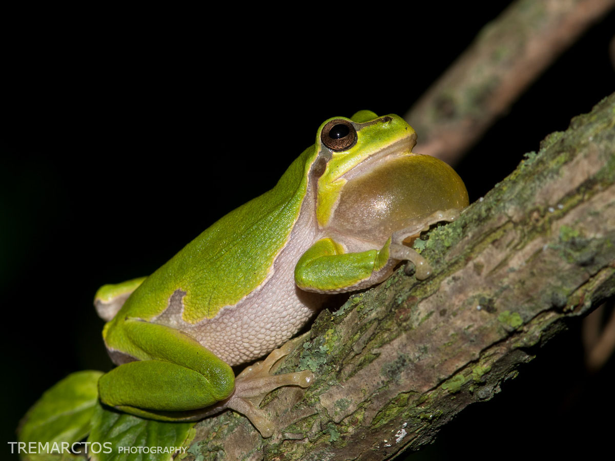 European Tree Frog - TREMARCTOS