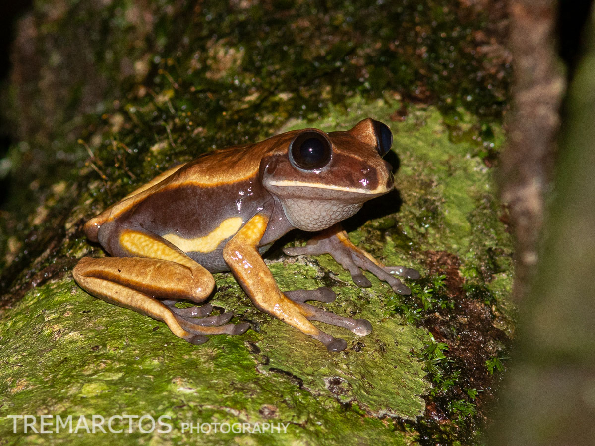 Brown-eyed Tree Frog - TREMARCTOS