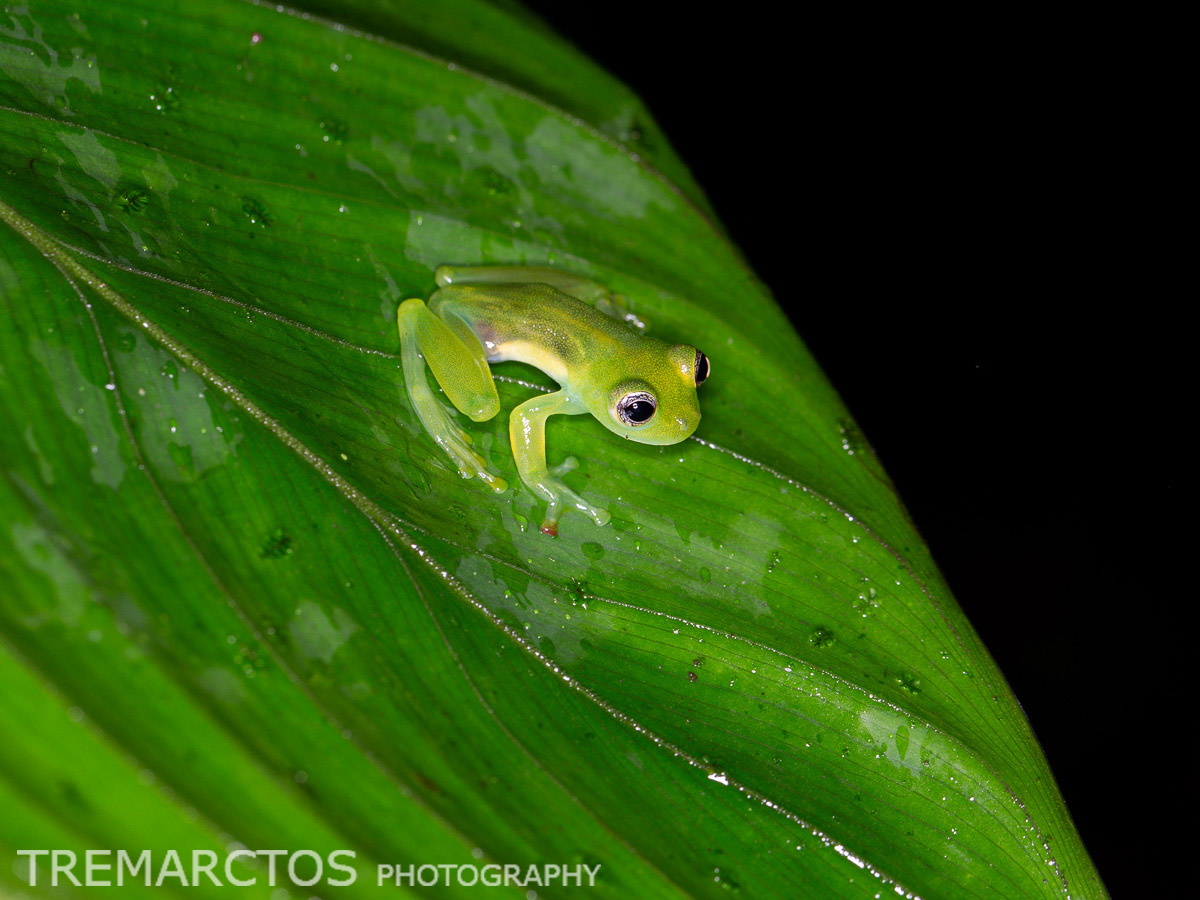 Dwarf Glass Frog - TREMARCTOS